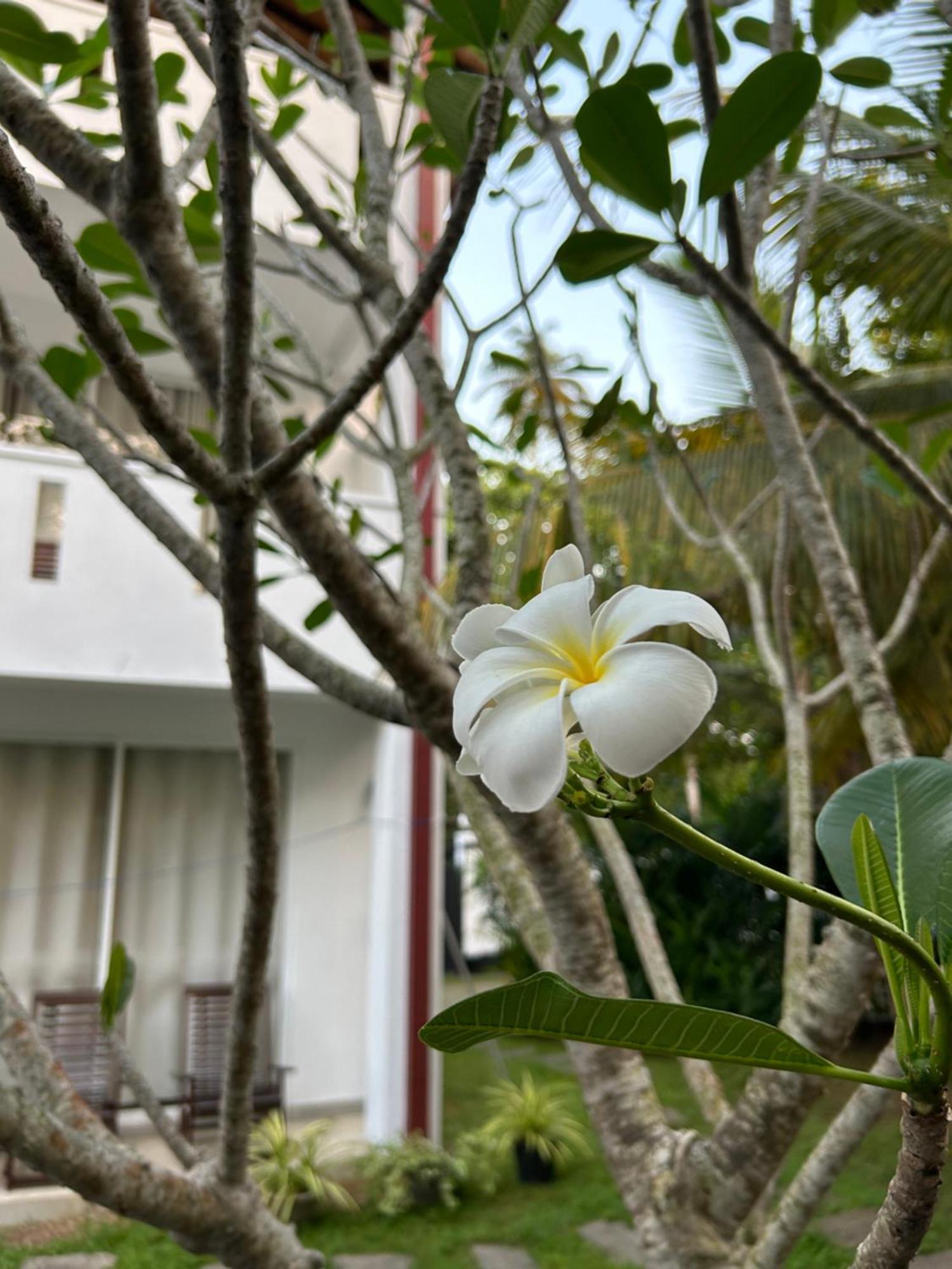 Jippie The Villa Hikkaduwa Exterior foto